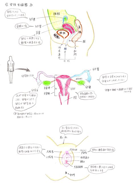 クリトリス 正常|ちゃんと知りたい、女性の生殖器の解剖学 